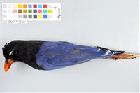 藏品(臺灣藍鵲)的圖片